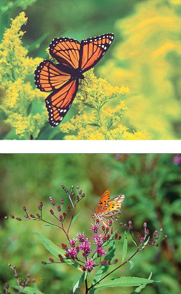 Figure 13. Goldenrod (top) and ironweed (bot) provide nectar